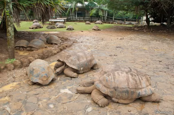 Гигантские черепахи