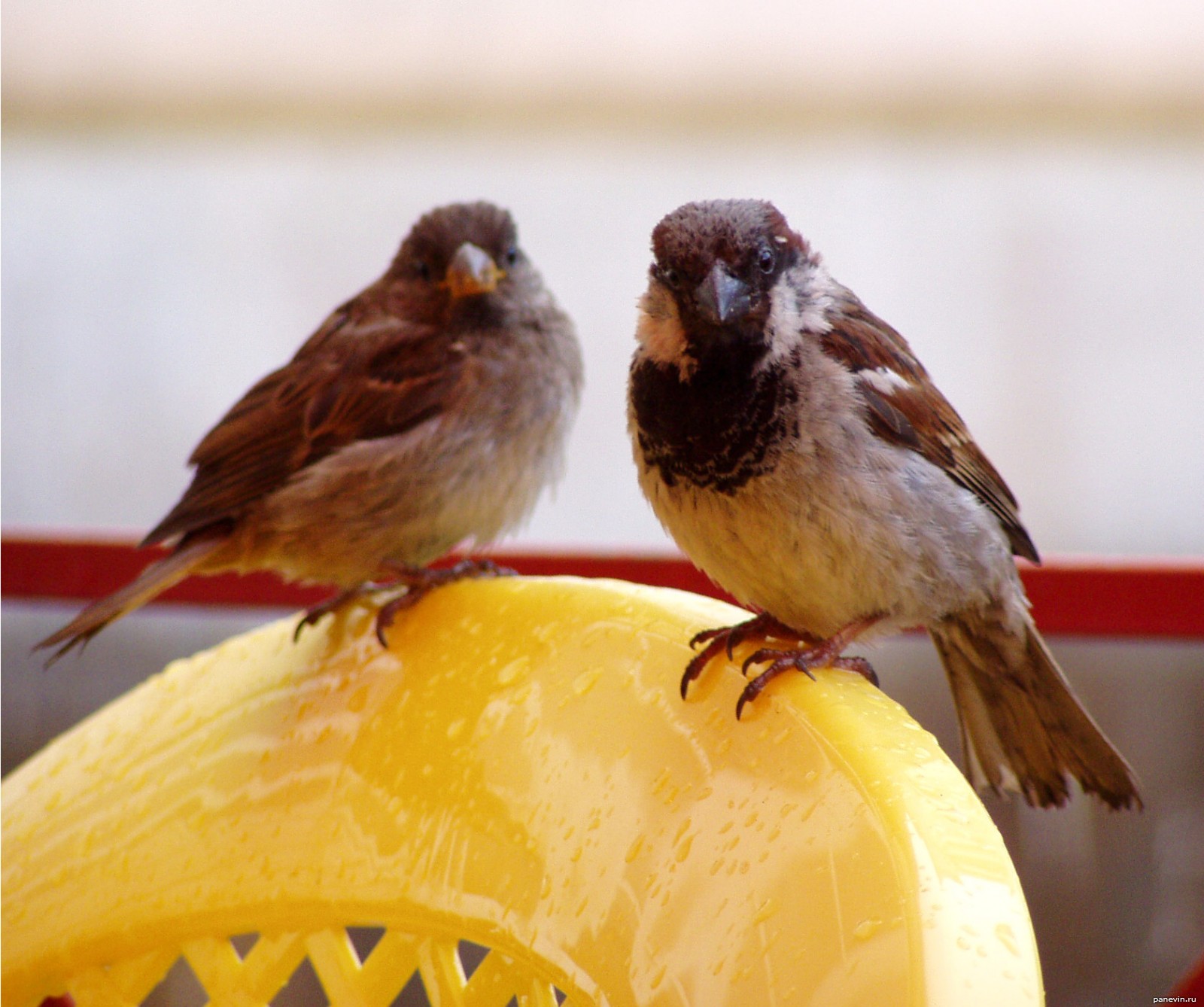 �����, �������, �����