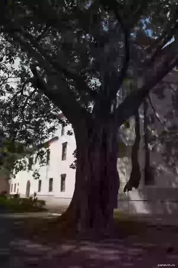 Big tree