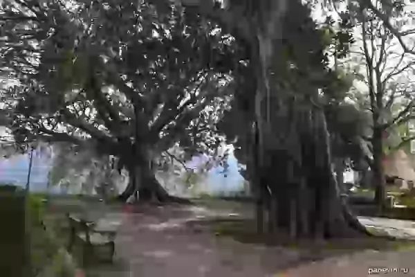 Big trees