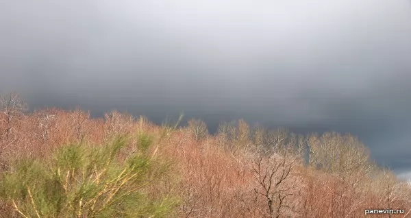 Burnt forest on a slope of Etna