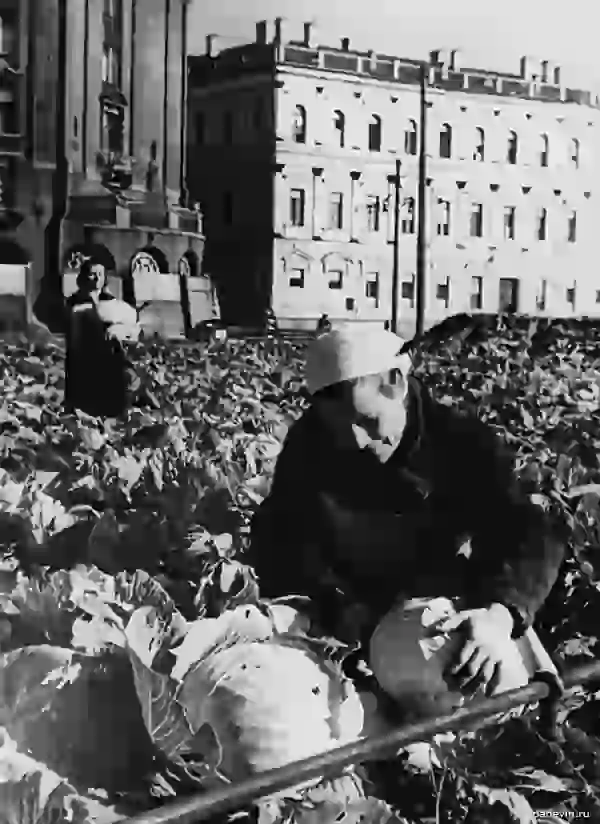 Выращивание овощей на площади у Исаакиевского собора во время блокады. 1942 г.