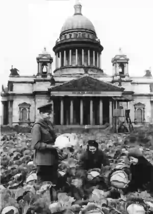 Сбор урожая капусты у Исаакиевского собора. 1942 г.