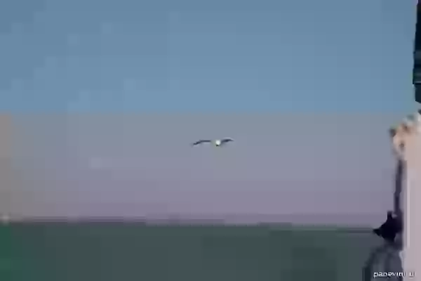 Seagull