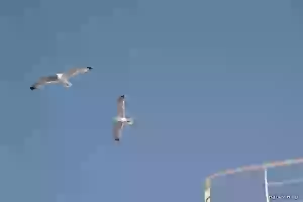 Seagulls