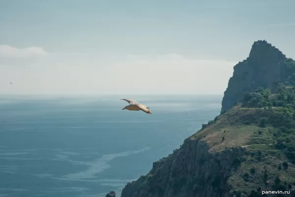 Black sea, rocks, seagull