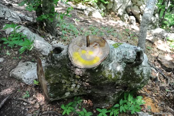 Smilie on a tree