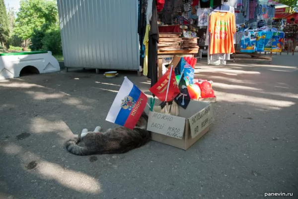 Cat raises money