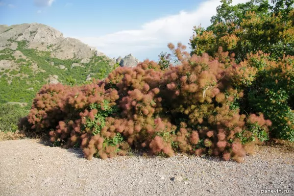 Fluffy plant