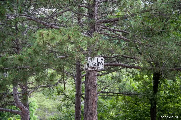 Табличка на дереве «В лесу не гадить, штраф 50 грн»