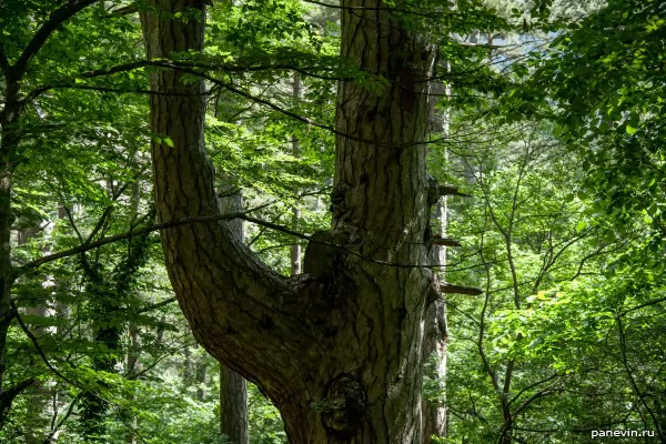 Green forest