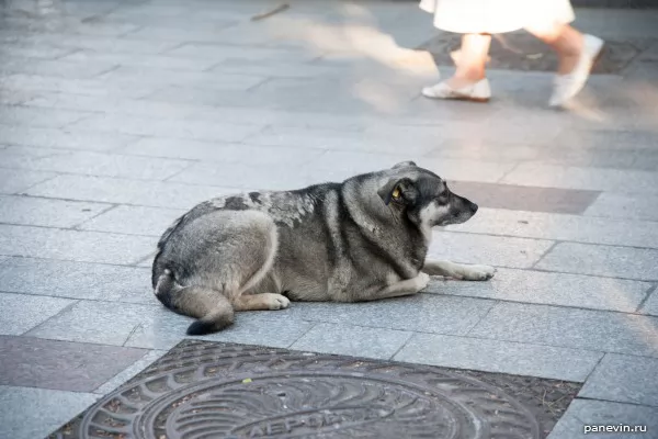 Spherical dog in vacuum