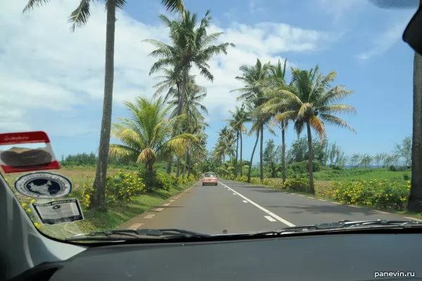 Palm avenue along a roadside