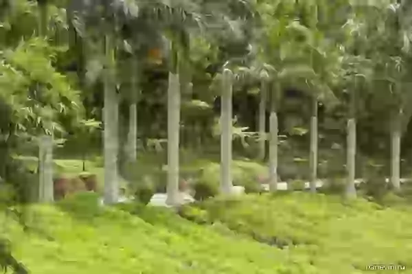  On a tea plantation: palm avenue