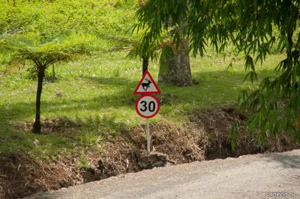 Traffic sign: deer