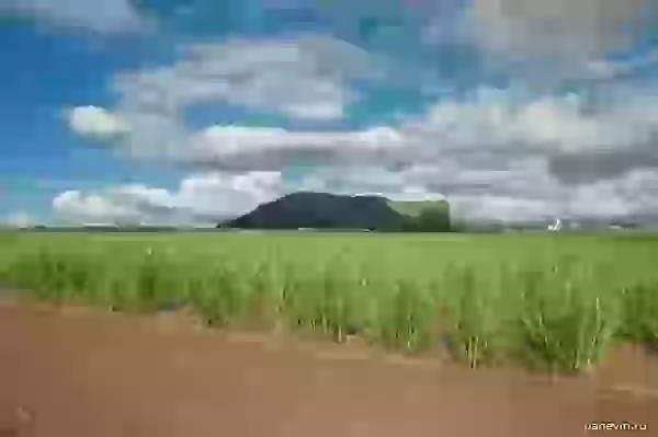 Mountain and a sugar cane plantation