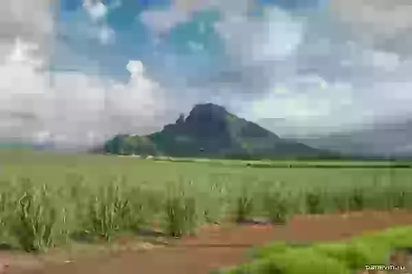 Mountain and a sugar cane plantation