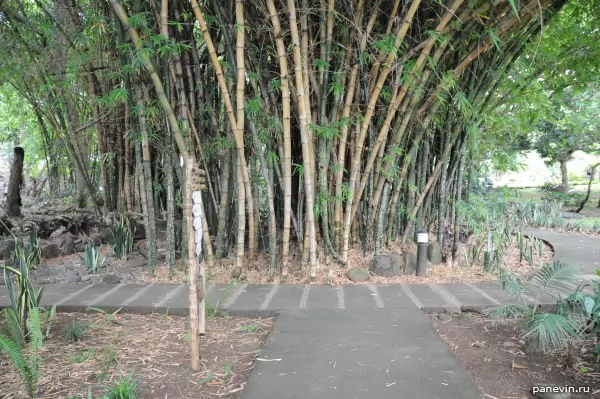 Bamboo thickets