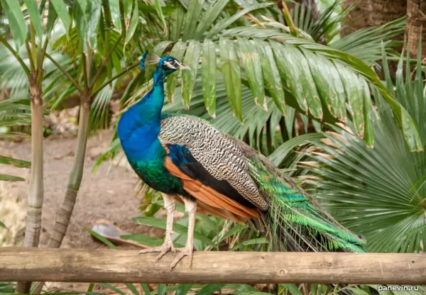 Peacock