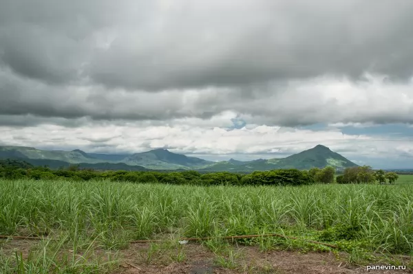 View on mountains and a plantation of a young reed