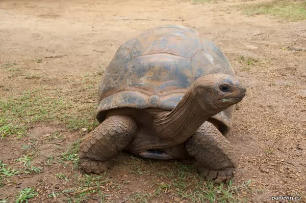 Huge turtle