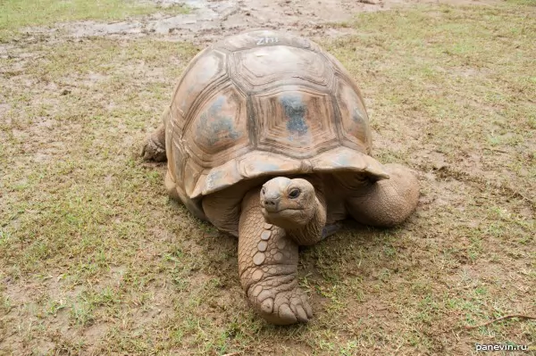 Huge turtle