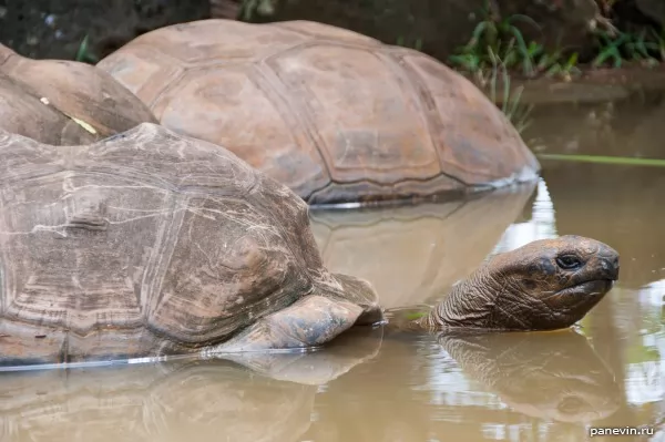 Huge sea turtle