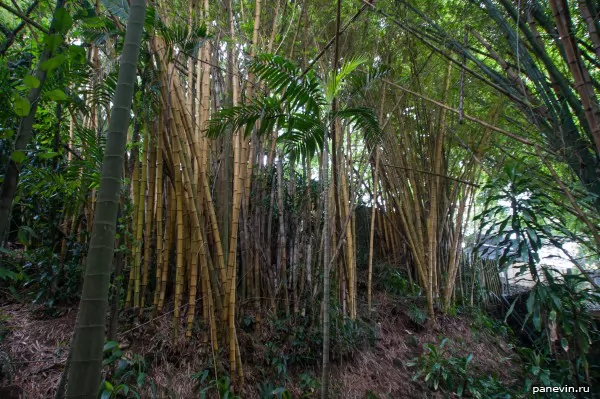 Bamboo grove