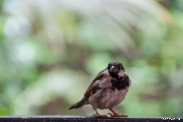 Mauritian sparrow