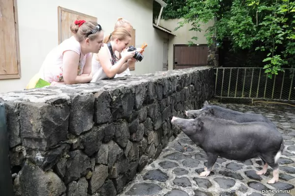 Boars