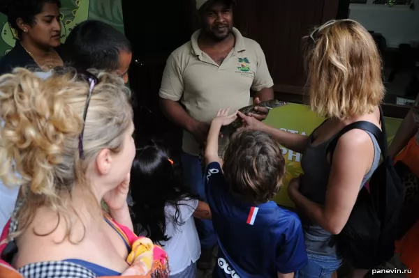 Before an entrance it is possible to be photographed with small crocodile