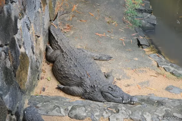 Nile crocodile