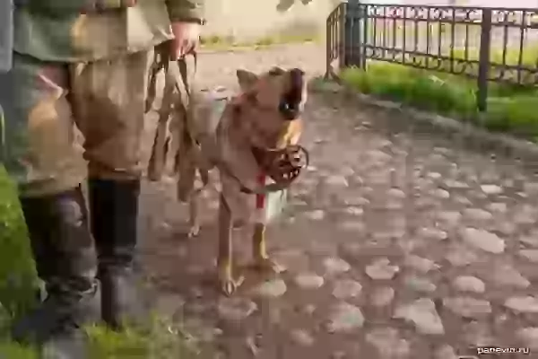 Собака медслужбы Красной Армии