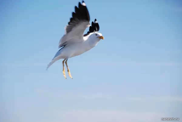 Seagull in flight