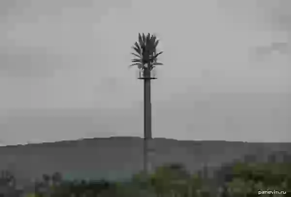 Communication «palm tree»