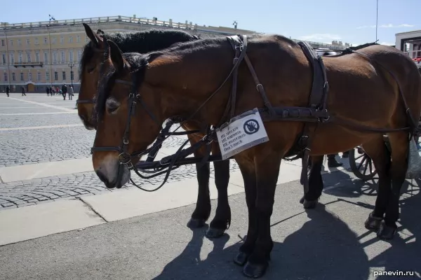 Horses on Palace Square