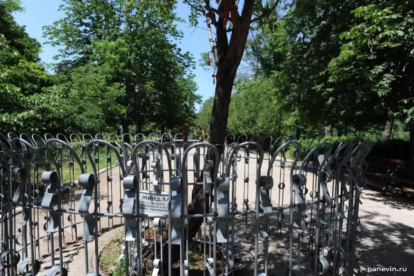 Almonds which by miracle have endured the Second World War