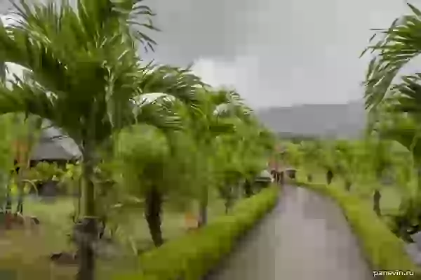 Avenue of palm trees