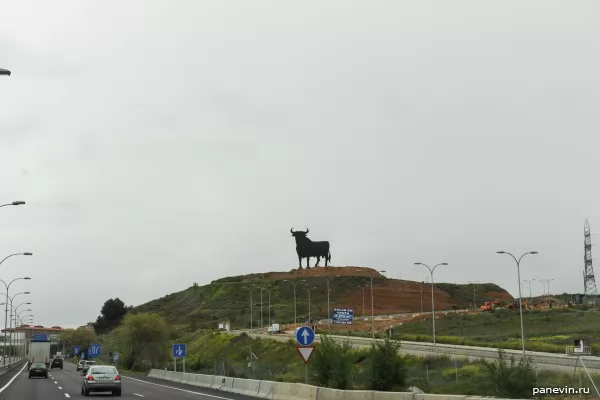 Bull near road