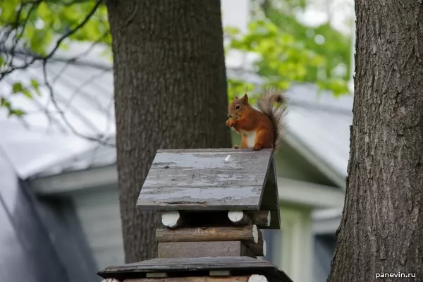 Squirrel small house