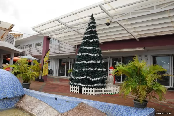 Fur-tree at shopping centre