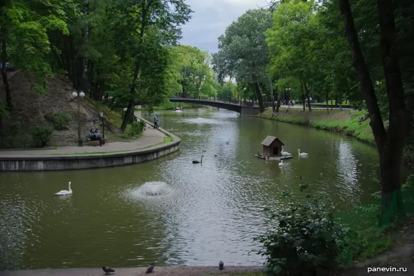 Pond with swans