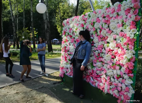 Wall of roses