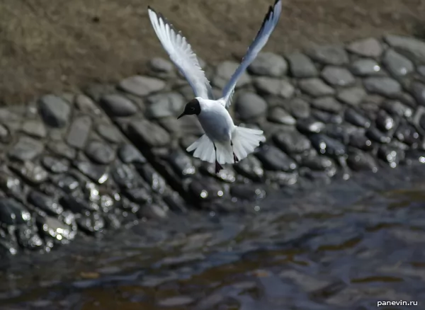 Seagull over Kronverksky protowhich
