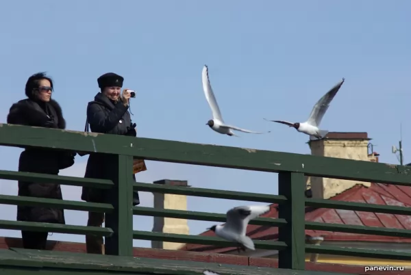 Woman photographs seagulls