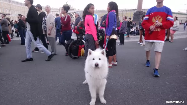 White dog of Colombian fans