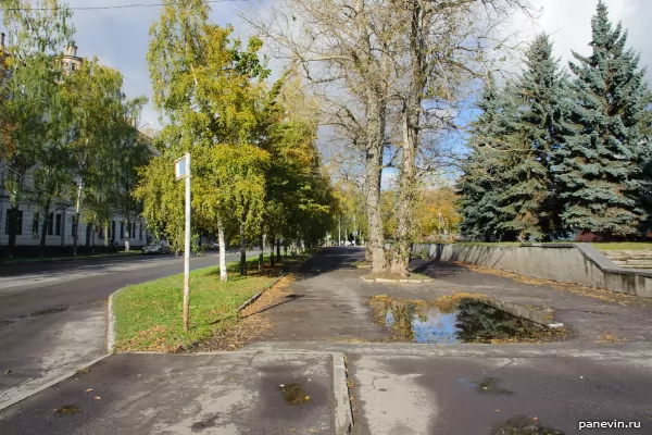 About the pavement and the tree