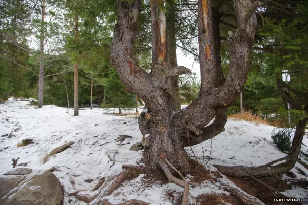 Unusual pine trunk