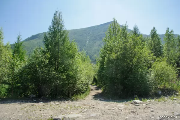 Forest and mountains