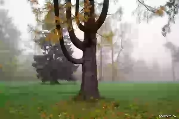 Ветвистое дерево